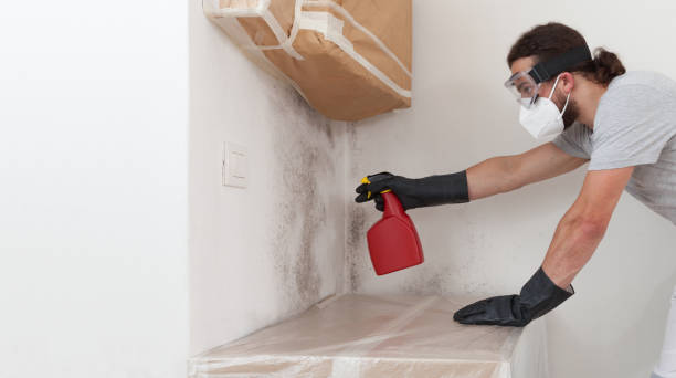 Professional Mold Cleanup technician working in Marne, MI