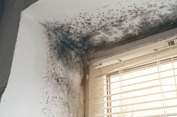 Affordable Mold Cleanup solutions in Marne, MI